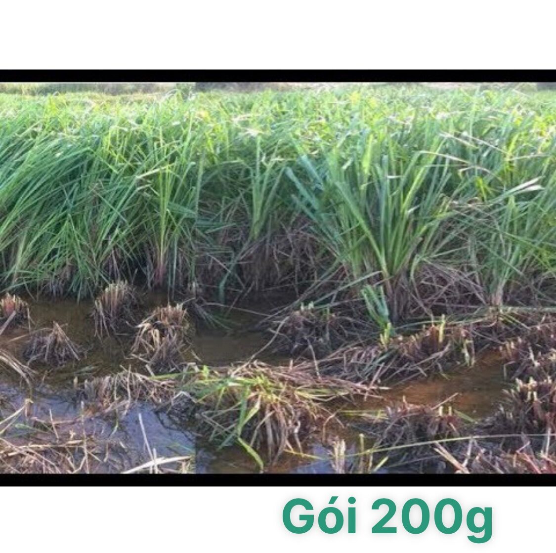 cỏ chịu ngập úng PASPALUM 200g