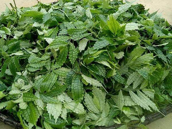 1kg lá cây cơm kìa thảo dược vùng Tây Bắc giải độc, mát gan