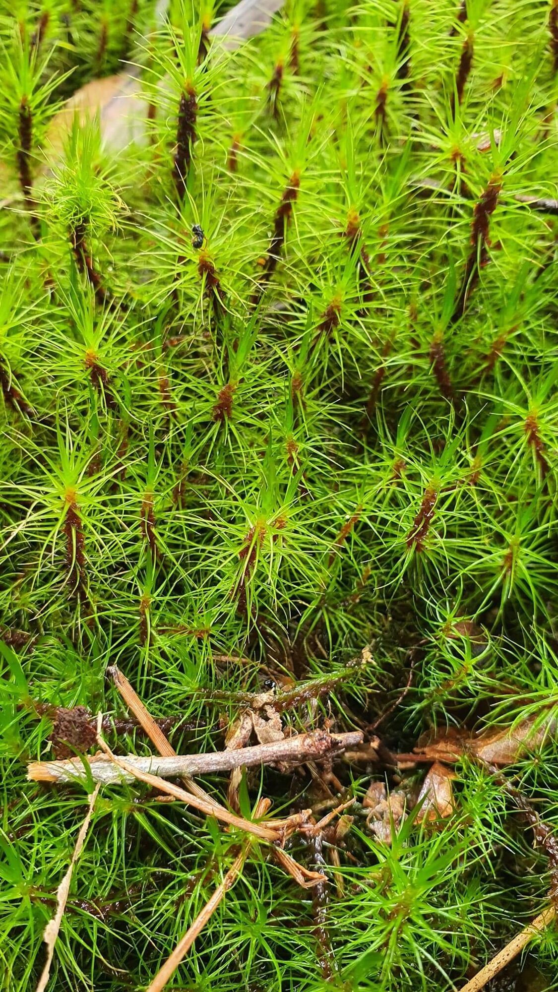 Rêu haircap