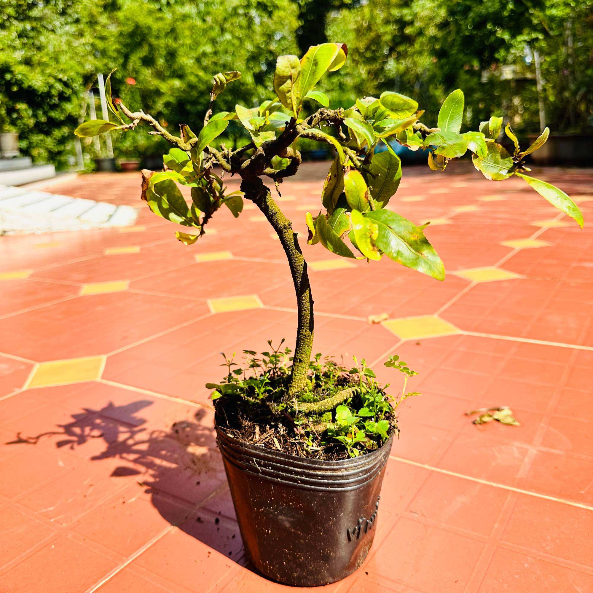 Cây mai xoắn tự nhiên - bonsai mini dáng đẹp