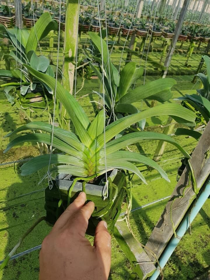 Đai châu - Nghinh xuân  - Ngọc điểm - Hàng Thái Lan 100%