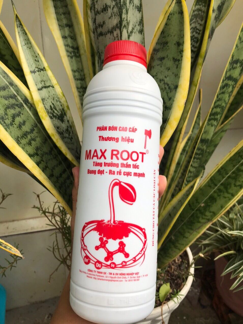 Siêu dưỡng Max root bung đọt ra rễ cực mạnh chai 1L