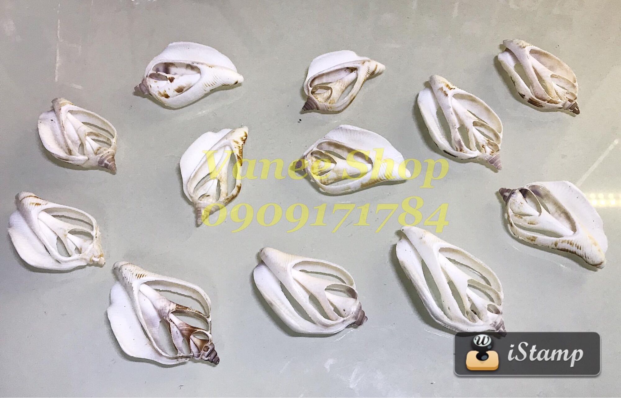 Vỏ ốc cắt 100gr