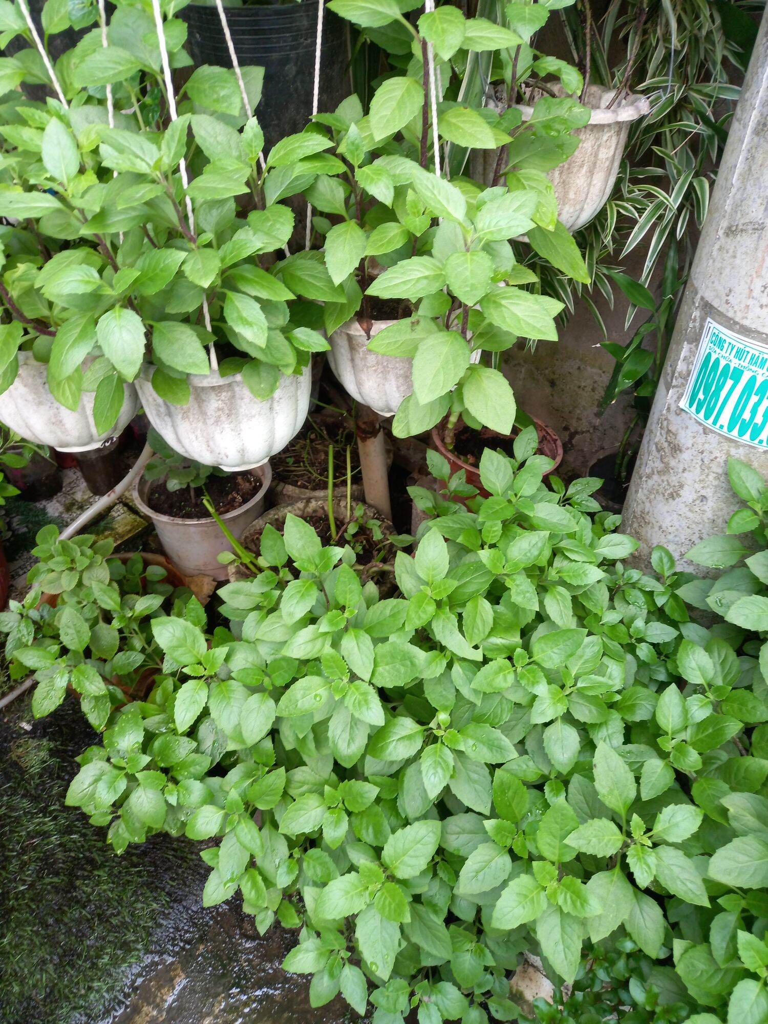 Cây giống kim thất tai (cây bầu đất)