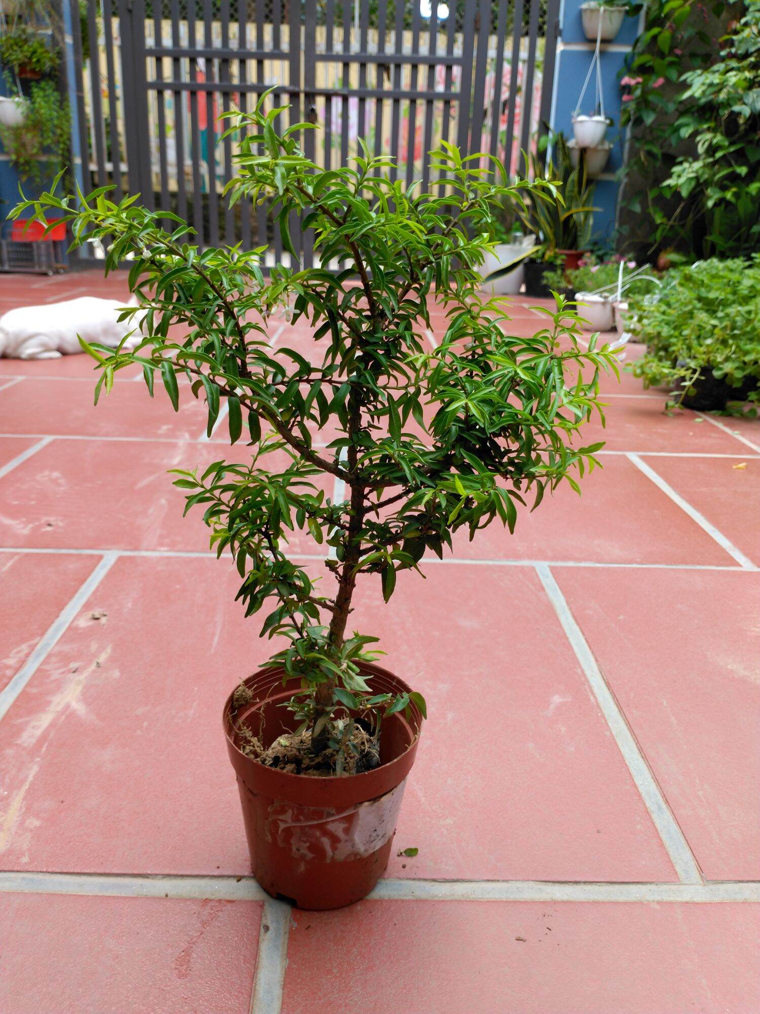 Cây Mai Chiếu Thủy Bon sai mini