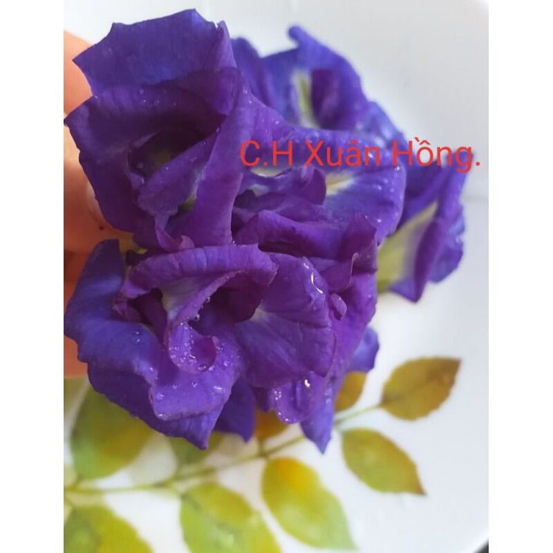 chậu cây hoa đậu biếc đang nhiều bông
