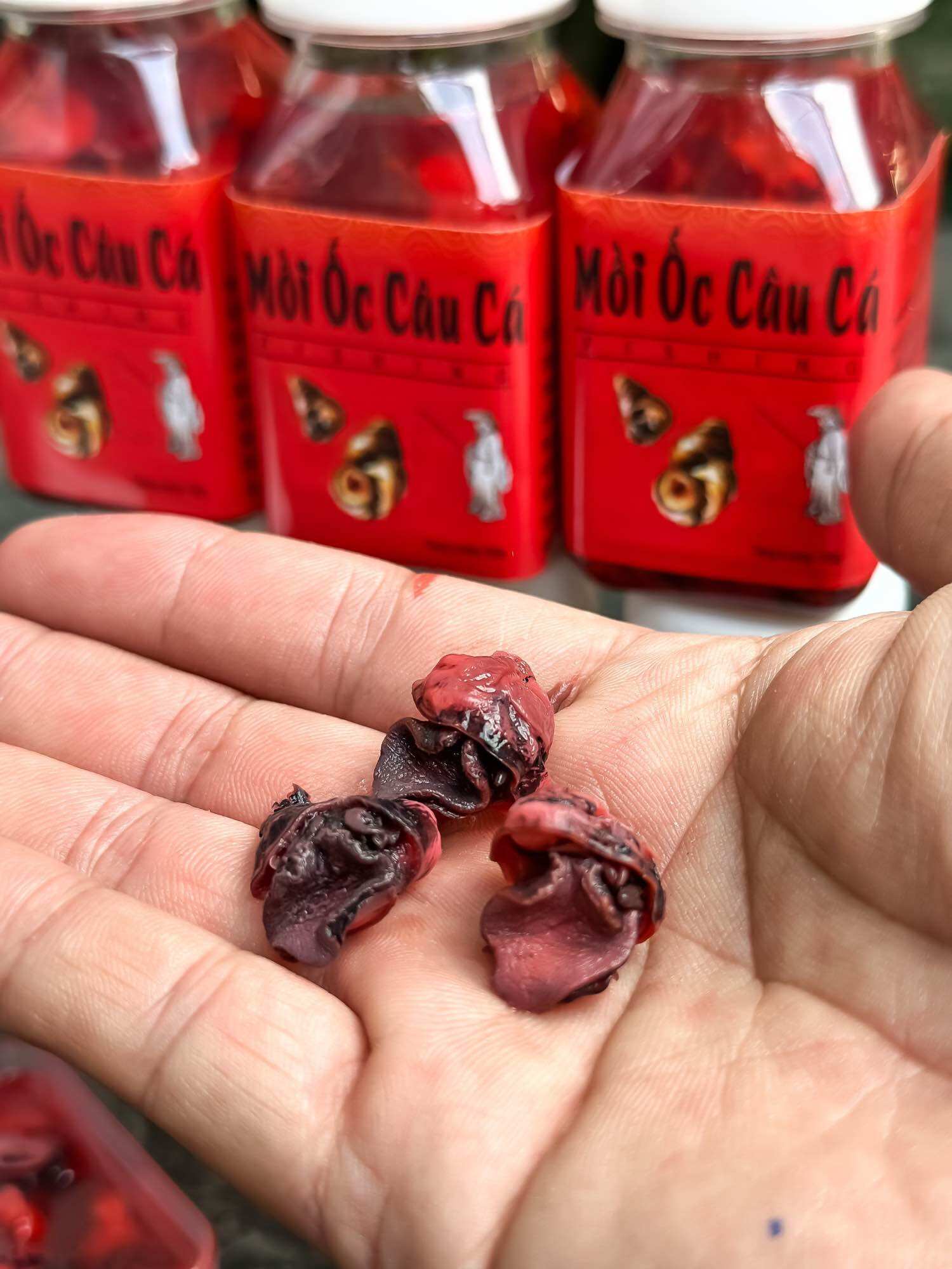 Mồi Ốc câu cá Trắm, Chép, Tráp