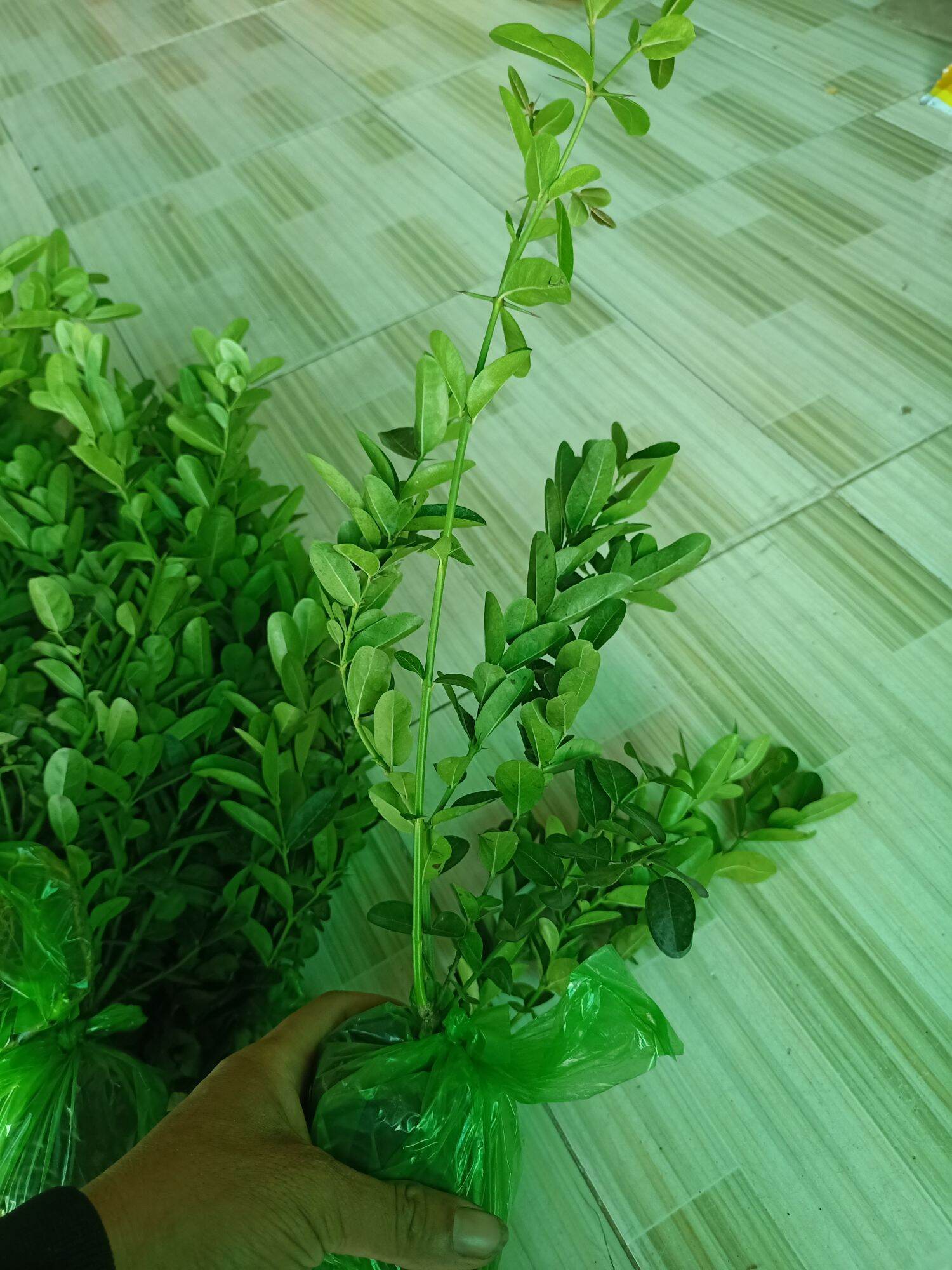 combo 2 cây siro giống