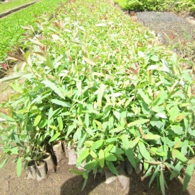 Cây tràm giống bông vàng