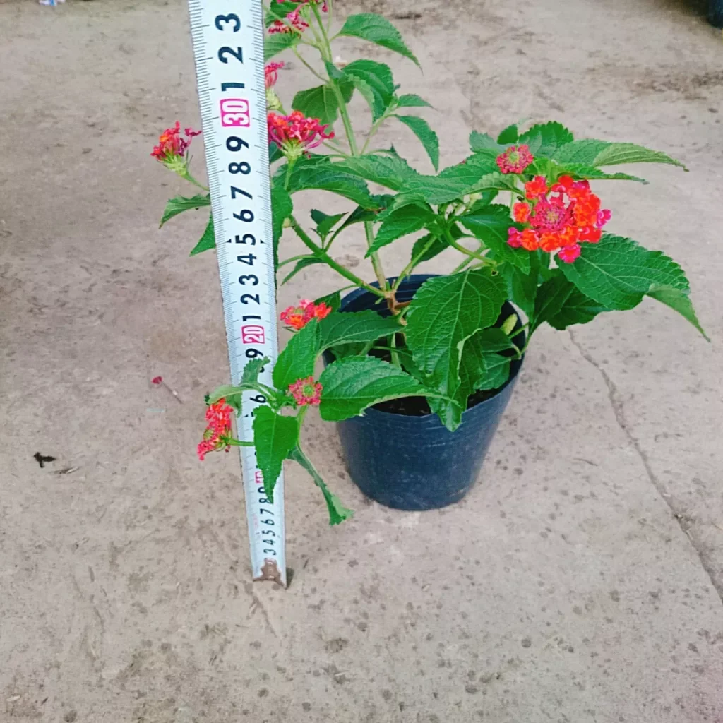 Hoa ngũ sắc đỏ ( hoa trâm ổi đỏ)