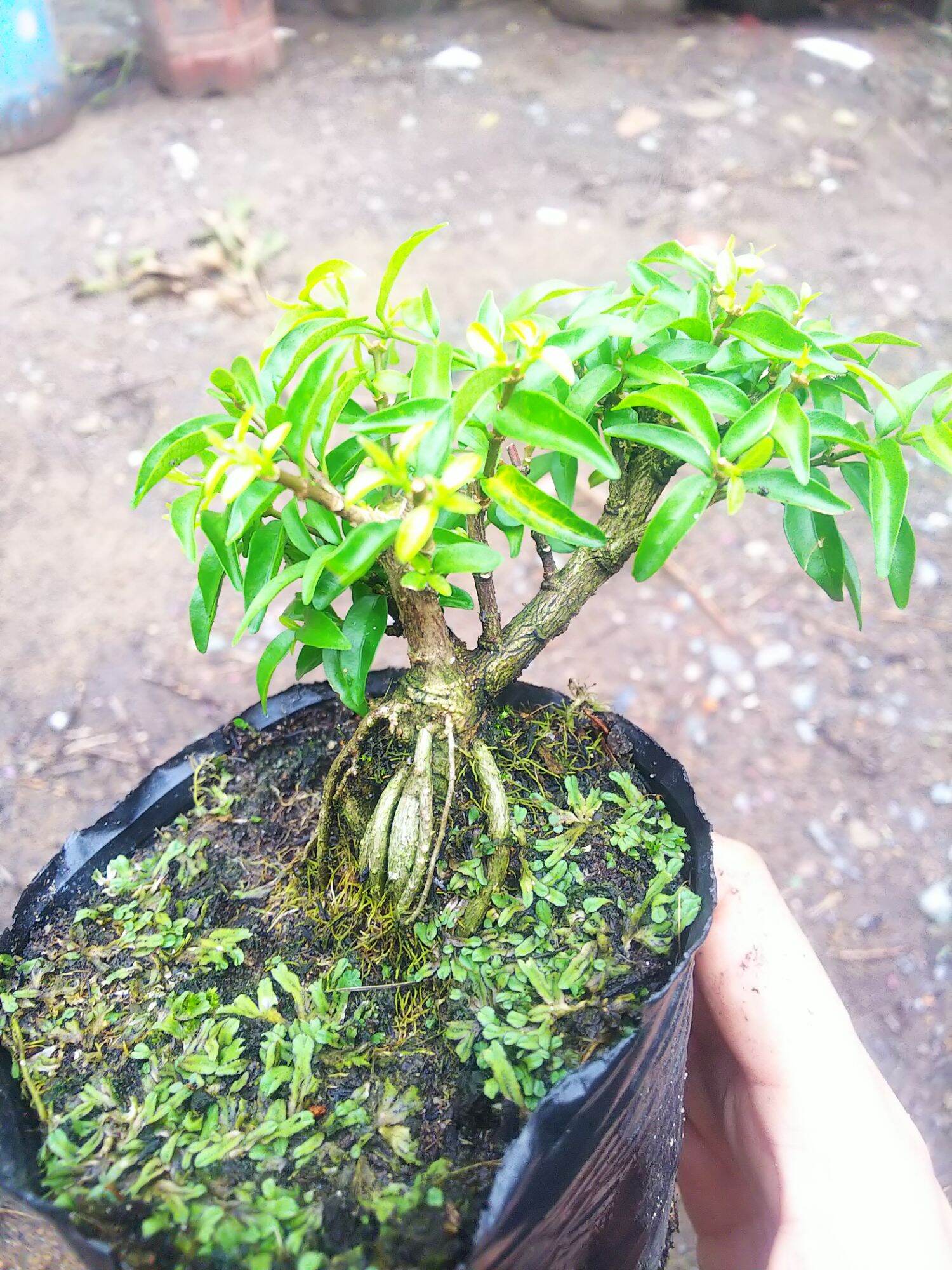 Mai chiếu thủy bonsai mini Tặng  phân tan chậm.
