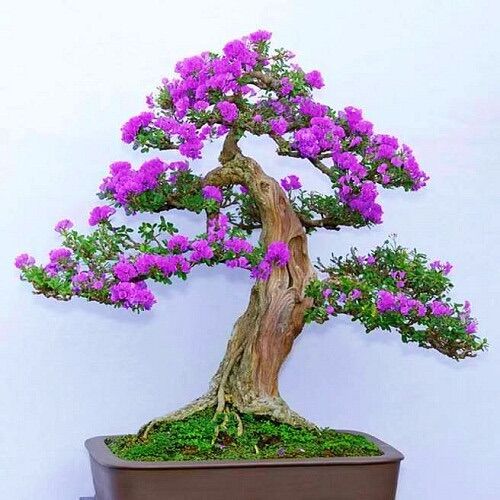 Linh sam siêu bông hoa thơm bonsai