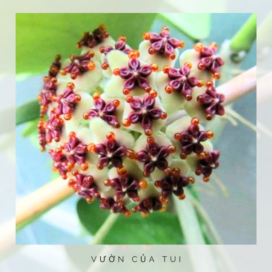 Cây Lan Cẩm Cù lá tim hoa chùm