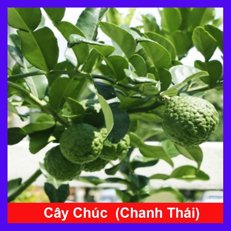 Cây chúc ang giang