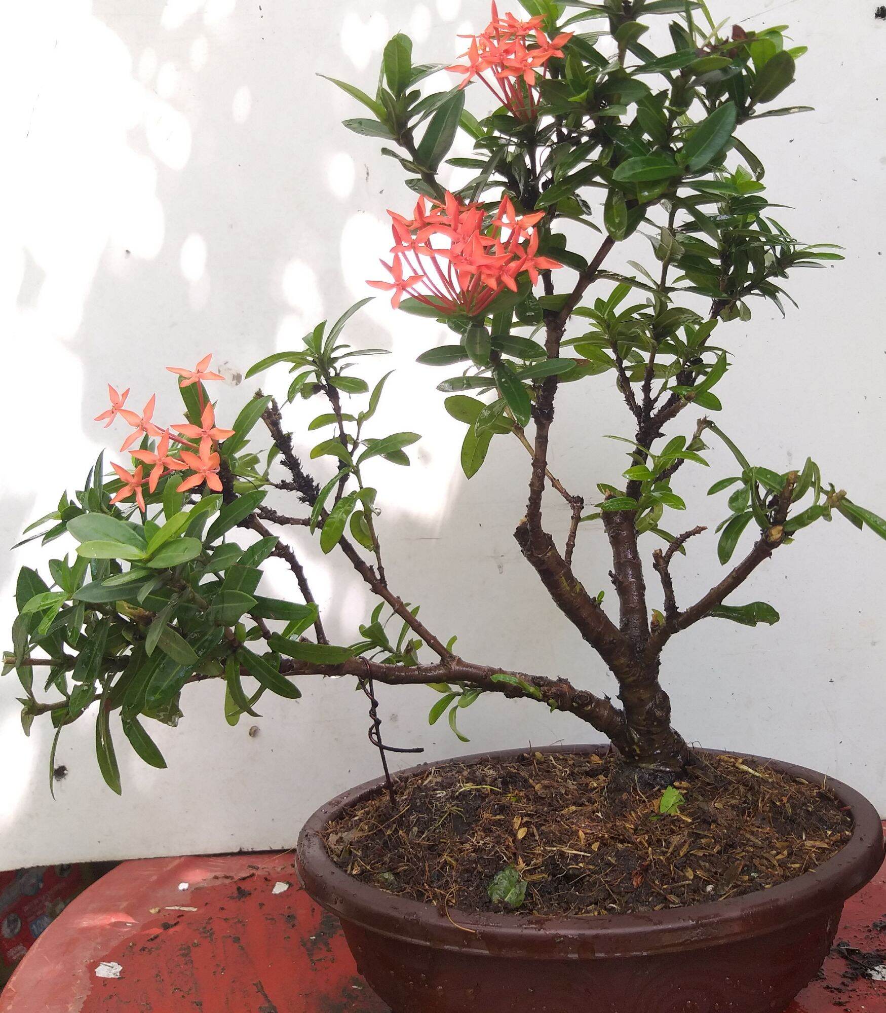 [HCM]Trang đỏ mini bonsai dáng đẹp