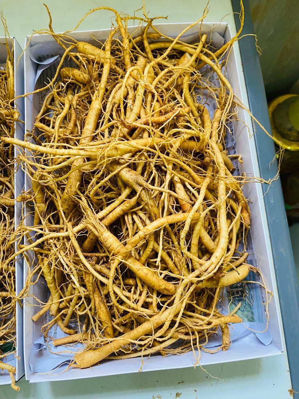 500gram rễ sâm tươi hàn quốc dùng hầm gà, nấu sup, hãm trà
