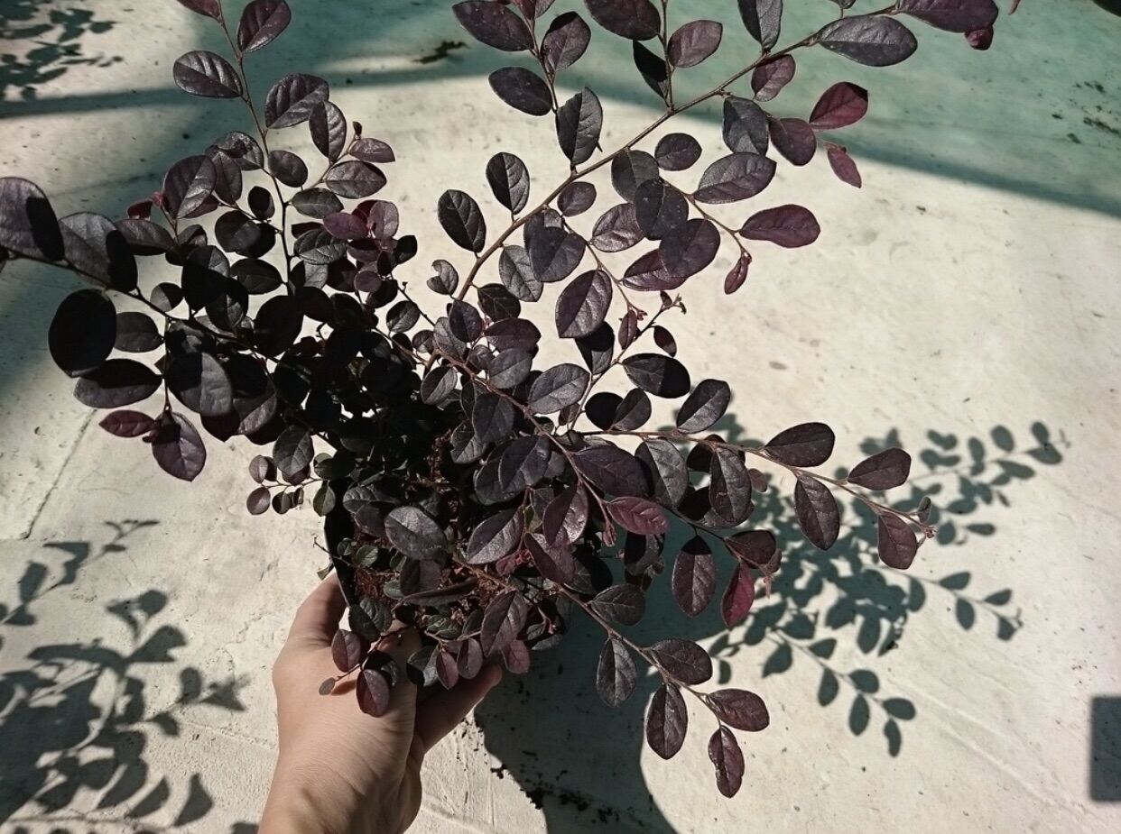 Cây hồng phụng nhỏ
