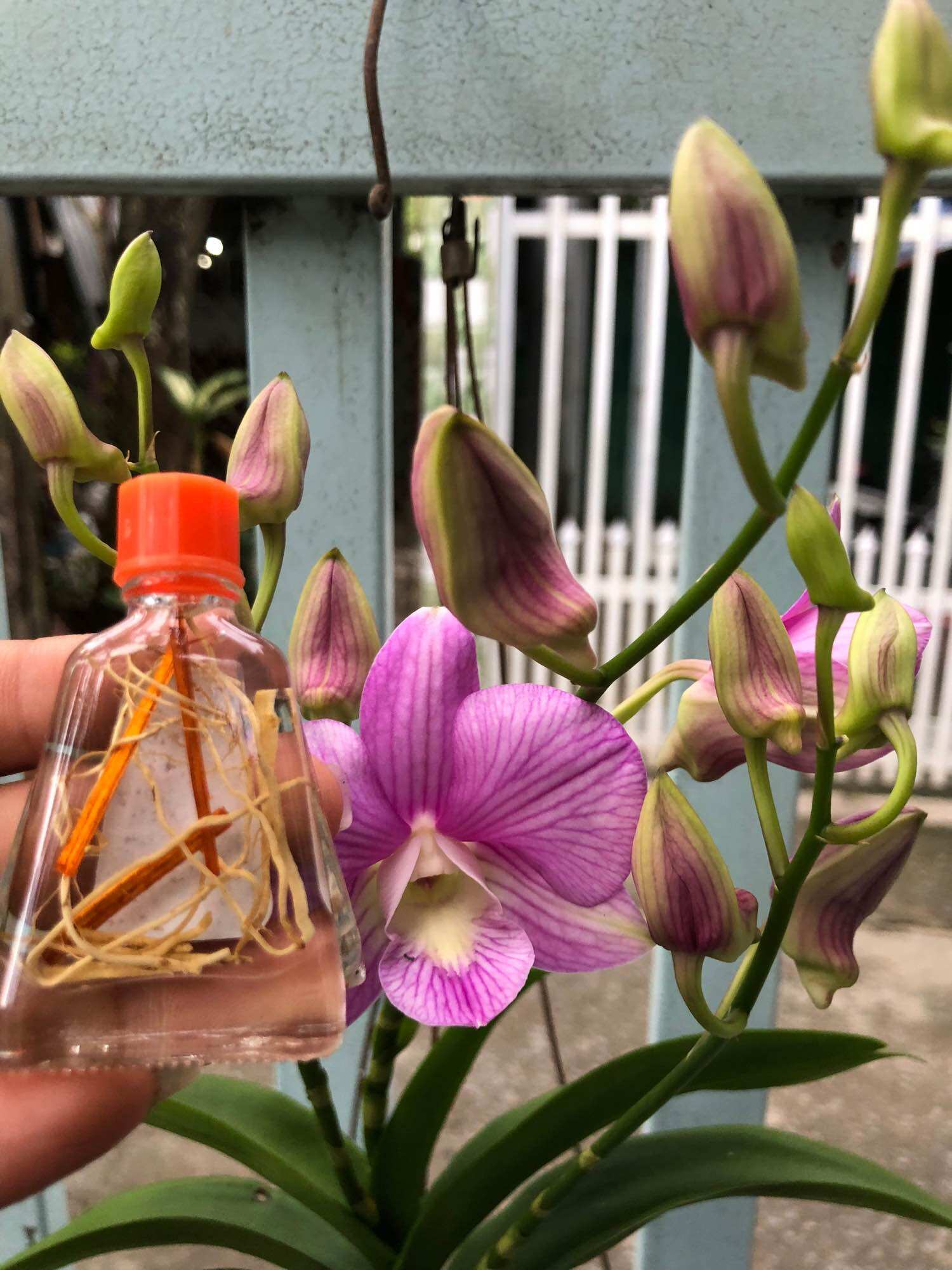 COMBO 5 CHAI DẦU VIÊM XOANG TRẮNG 7ML (RỄ)