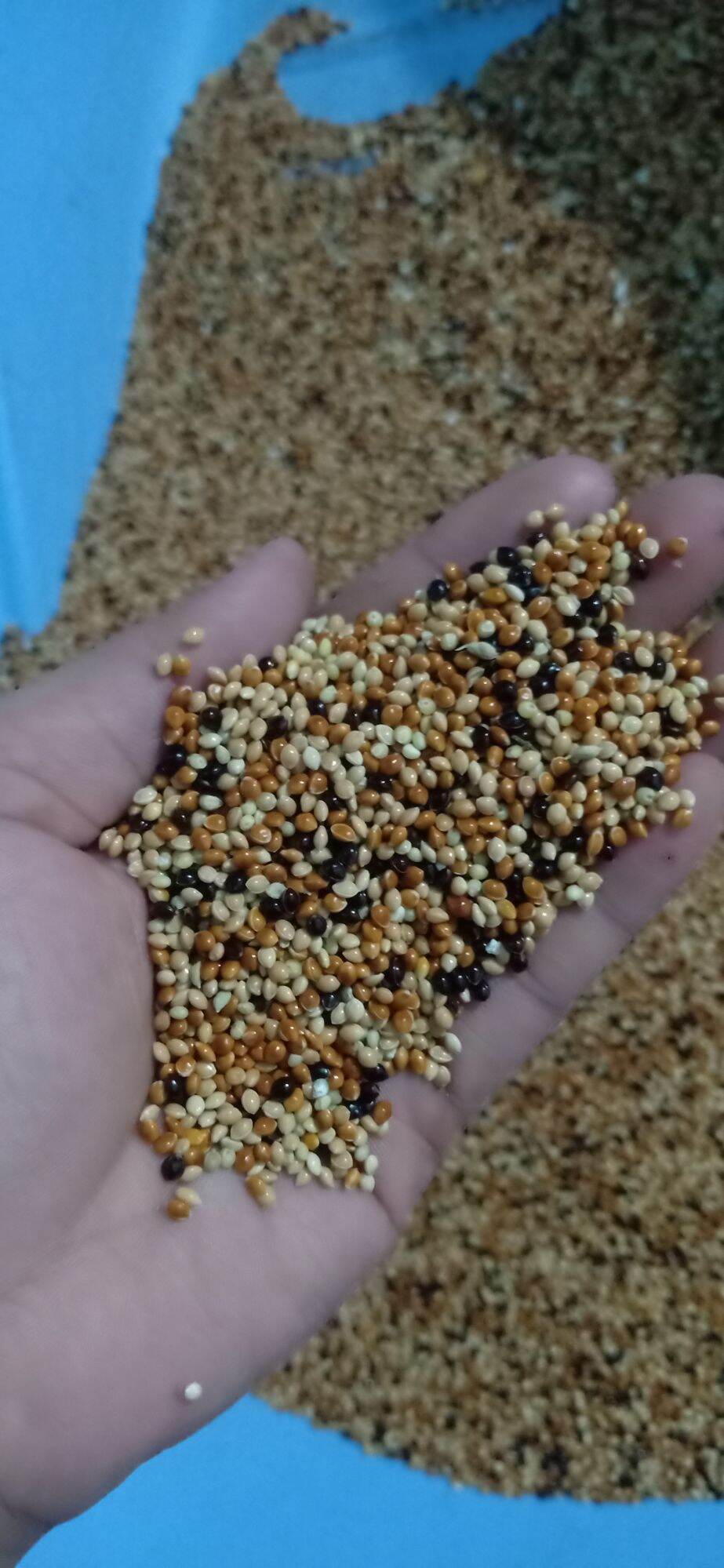 5 kí cỏ thái 3 màu cho chim cu gáy