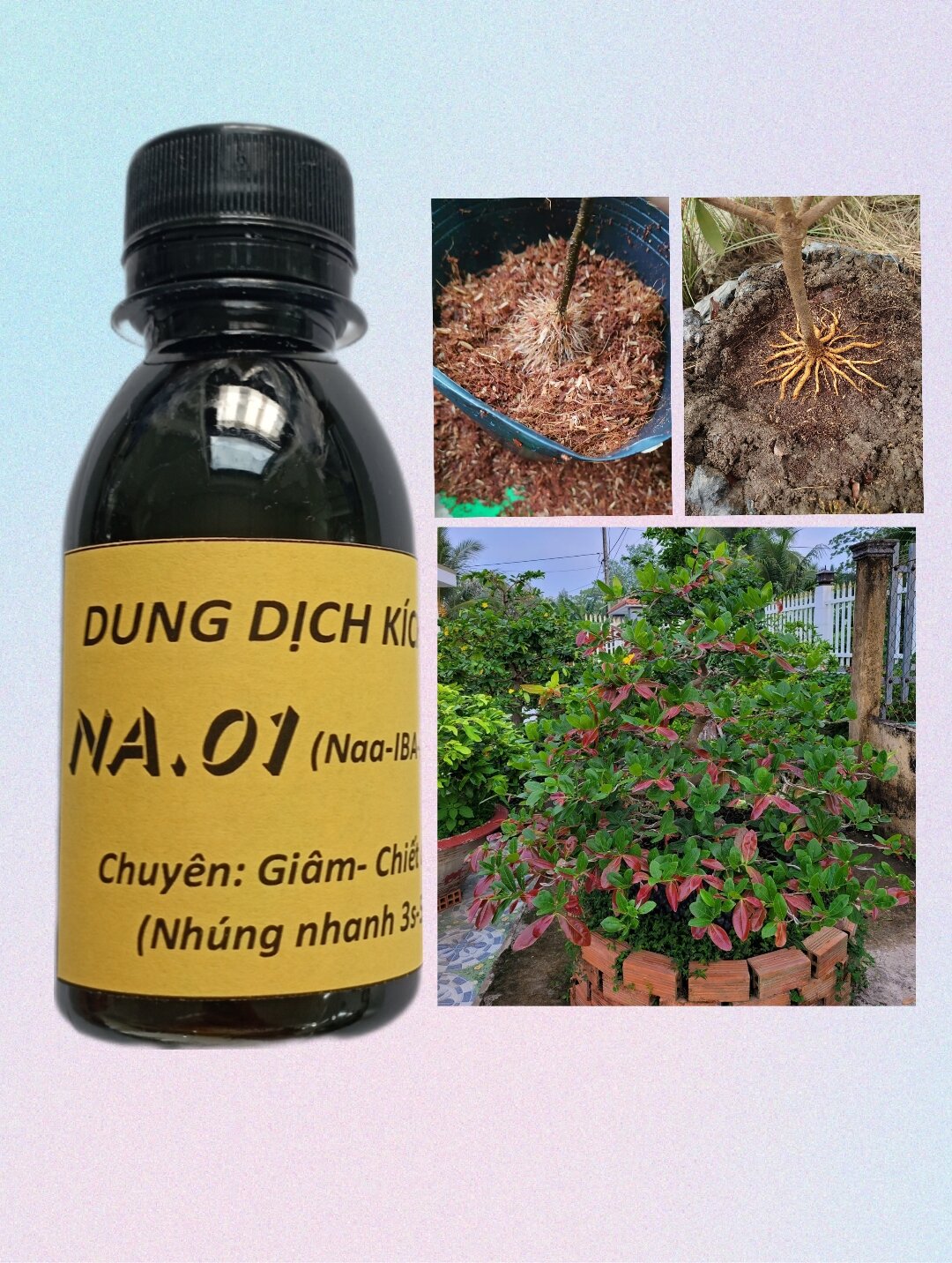 Kích Rễ Mai Vàng A01 Chính Hãng - Bí Quyết Chăm Sóc Cây Mai