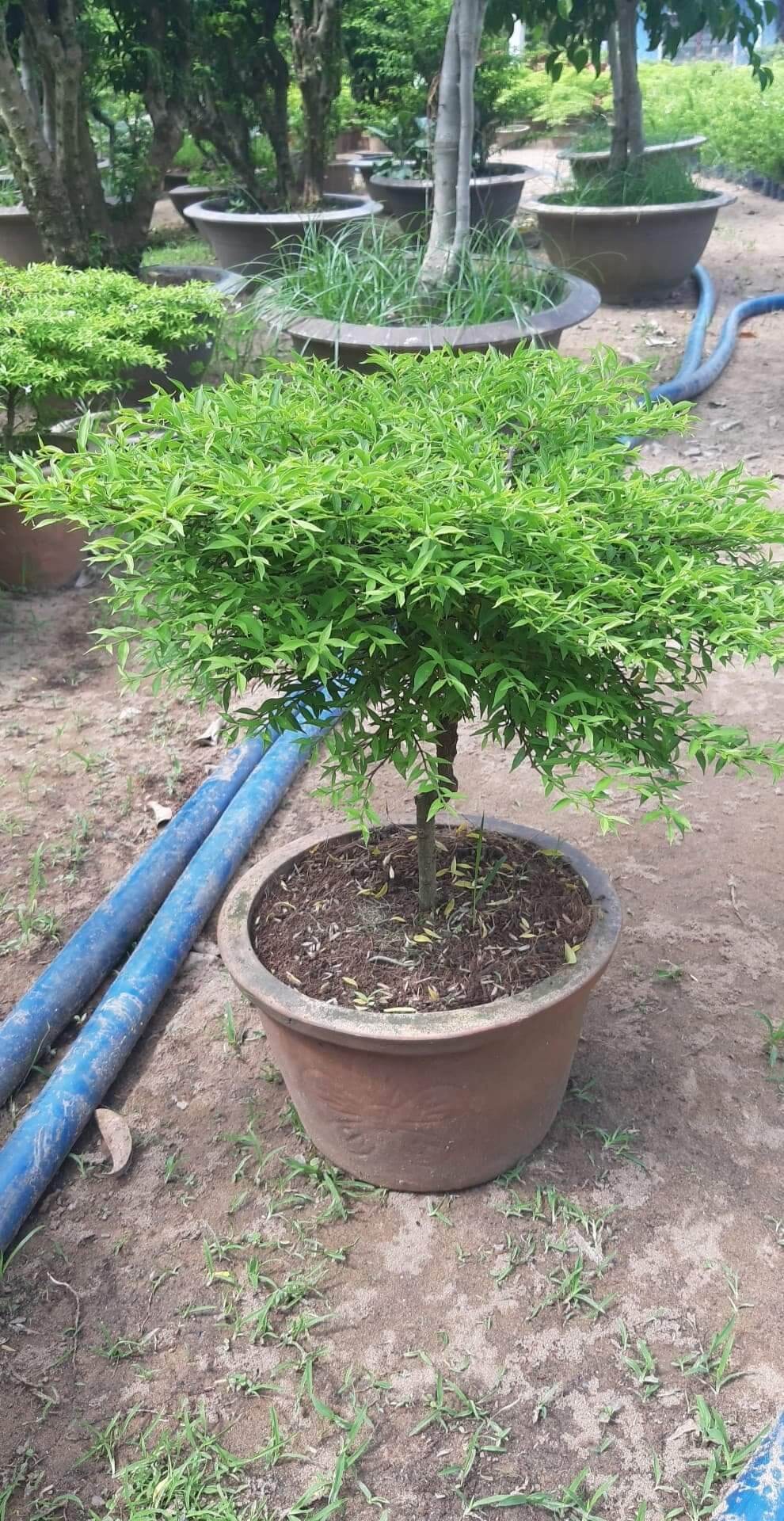 Mai chiếu thủy rêu