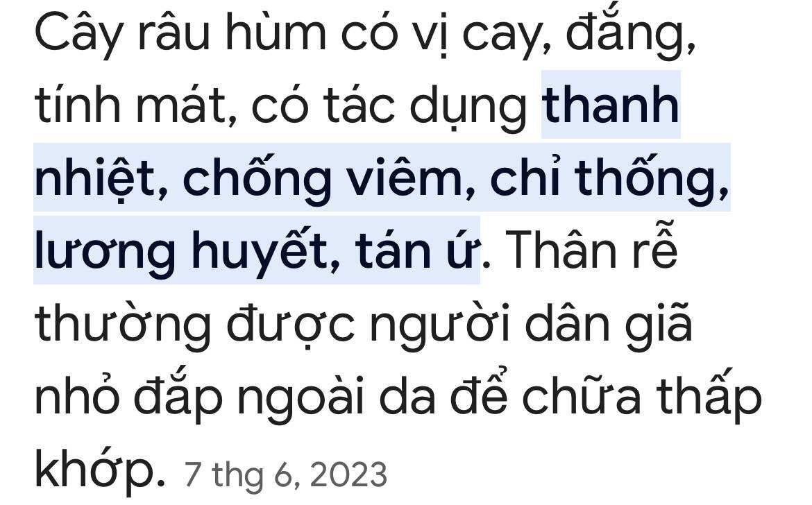 Cây râu hùm rừng tự nhiên (1 gốc giống)