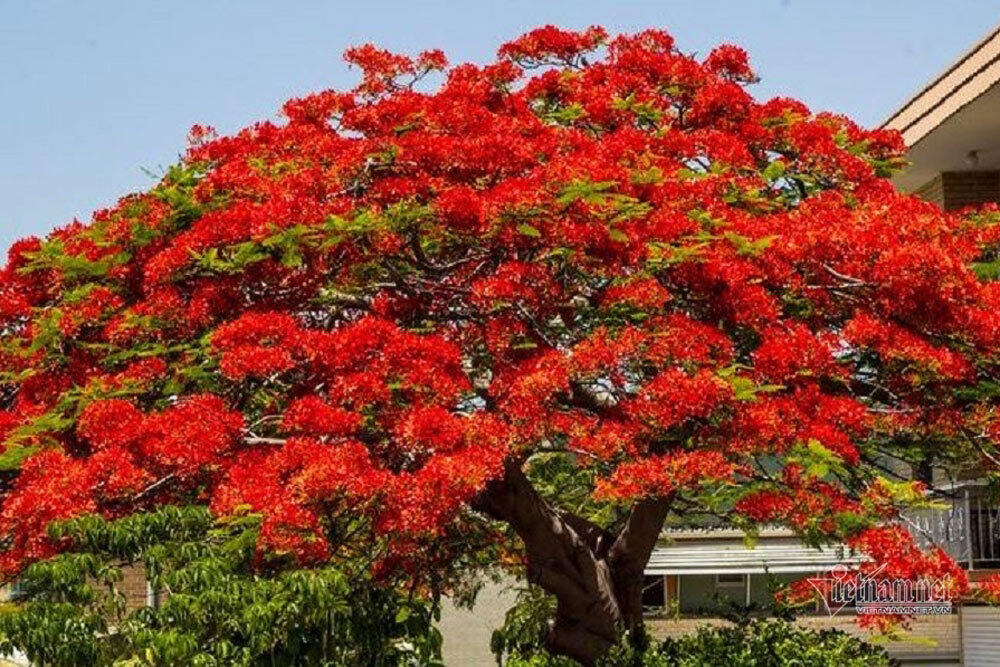 Hạt phượng đỏ (phượng vĩ) giống