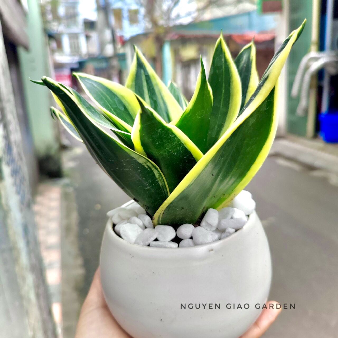 Cây lưỡi hổ thái chậu sứ tròn