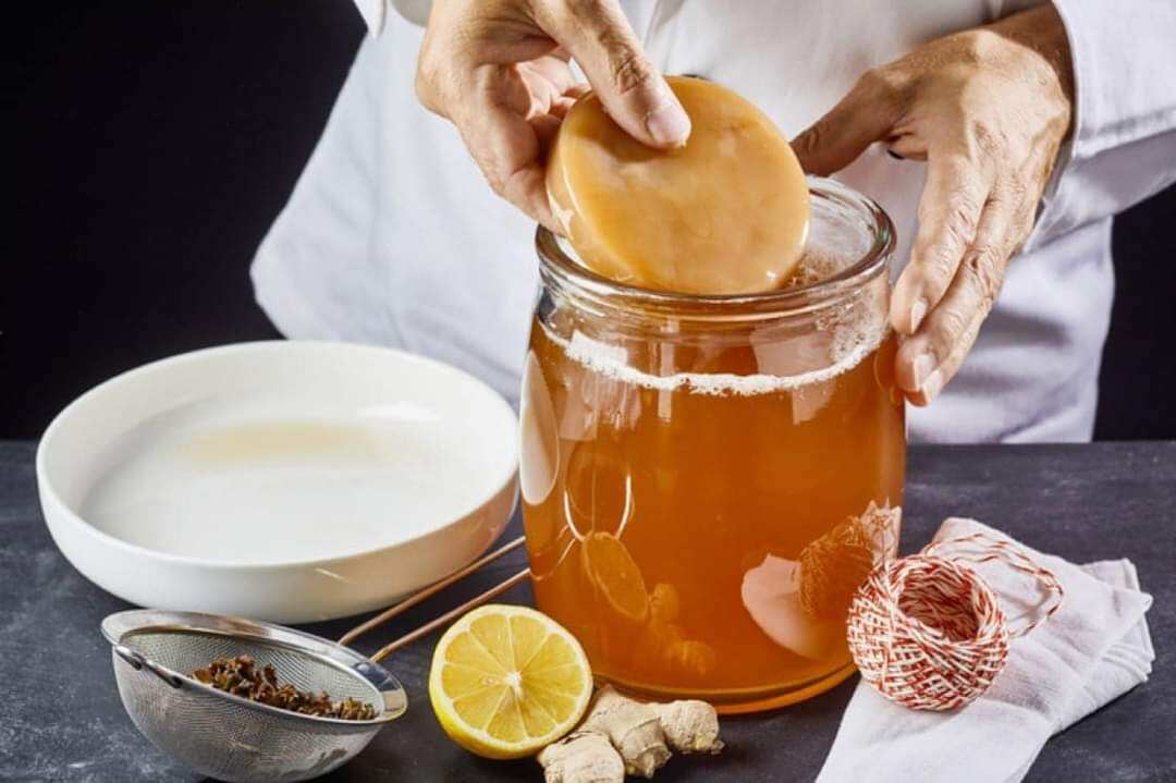 Scoby + Nước Mồi Làm Trà Kombucha combo 2 Con Nấm ( Kèm Cẩm Năng Hướng Dẫn Nuôi Chi Tiết Và Bảo Hành Nuôi Thành Công)