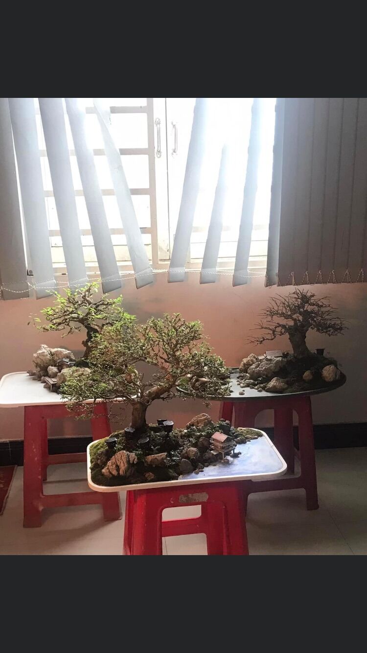 Ang, khay cạn làm tiểu cảnh ( Size 2 )
