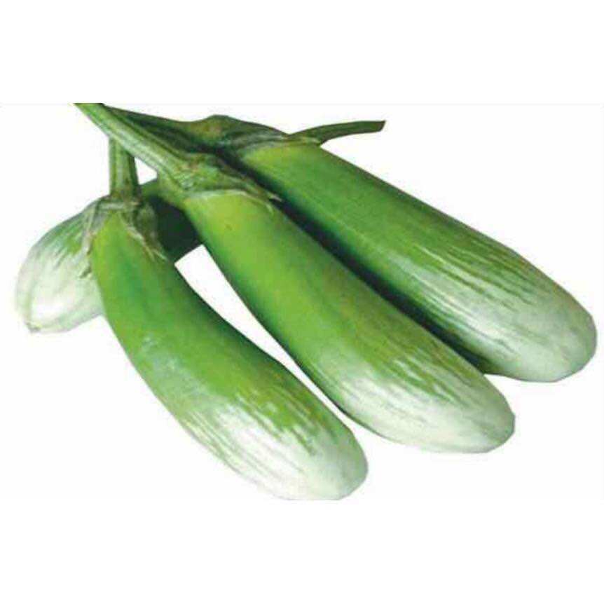 1 Gram Hạt Giống Cà Phổi Sọc Lem Dễ Trồng