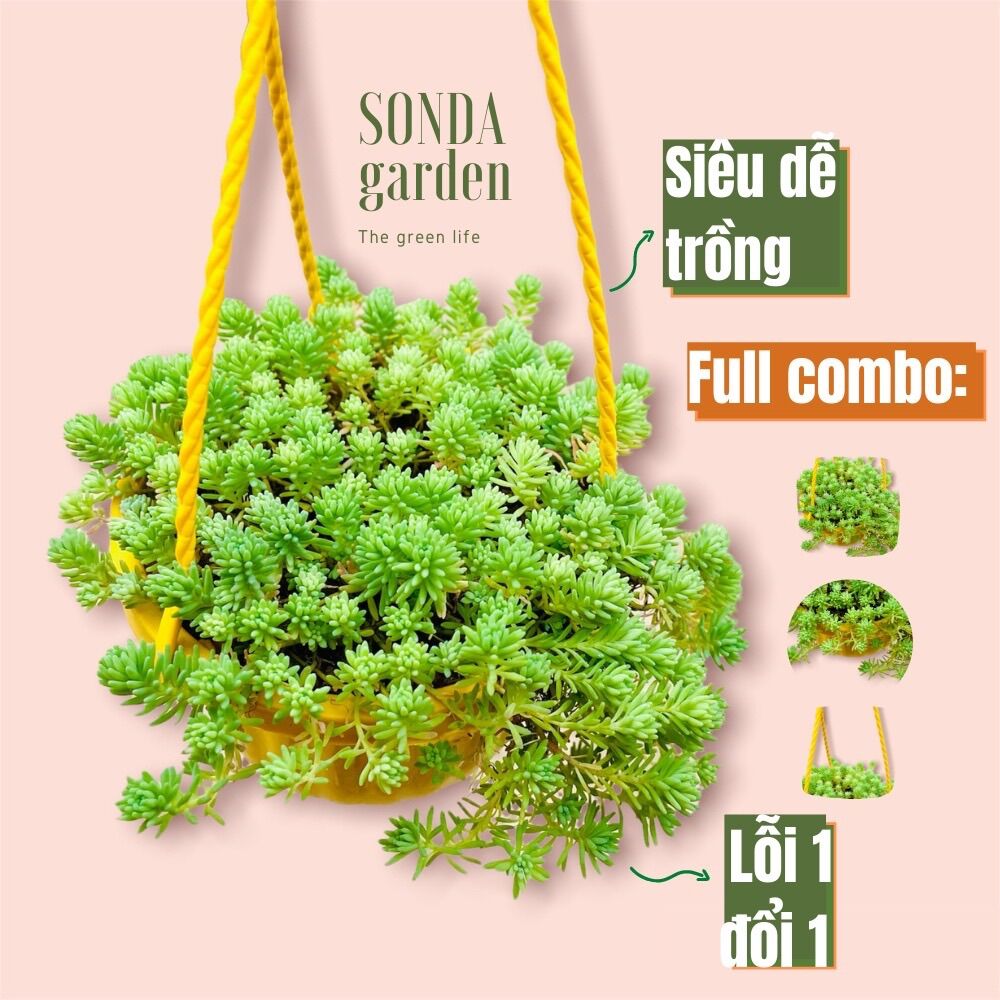Sen đá sedum cơm trồng chậu treo đường kính 9cm, lỗi 1 đổi 1
