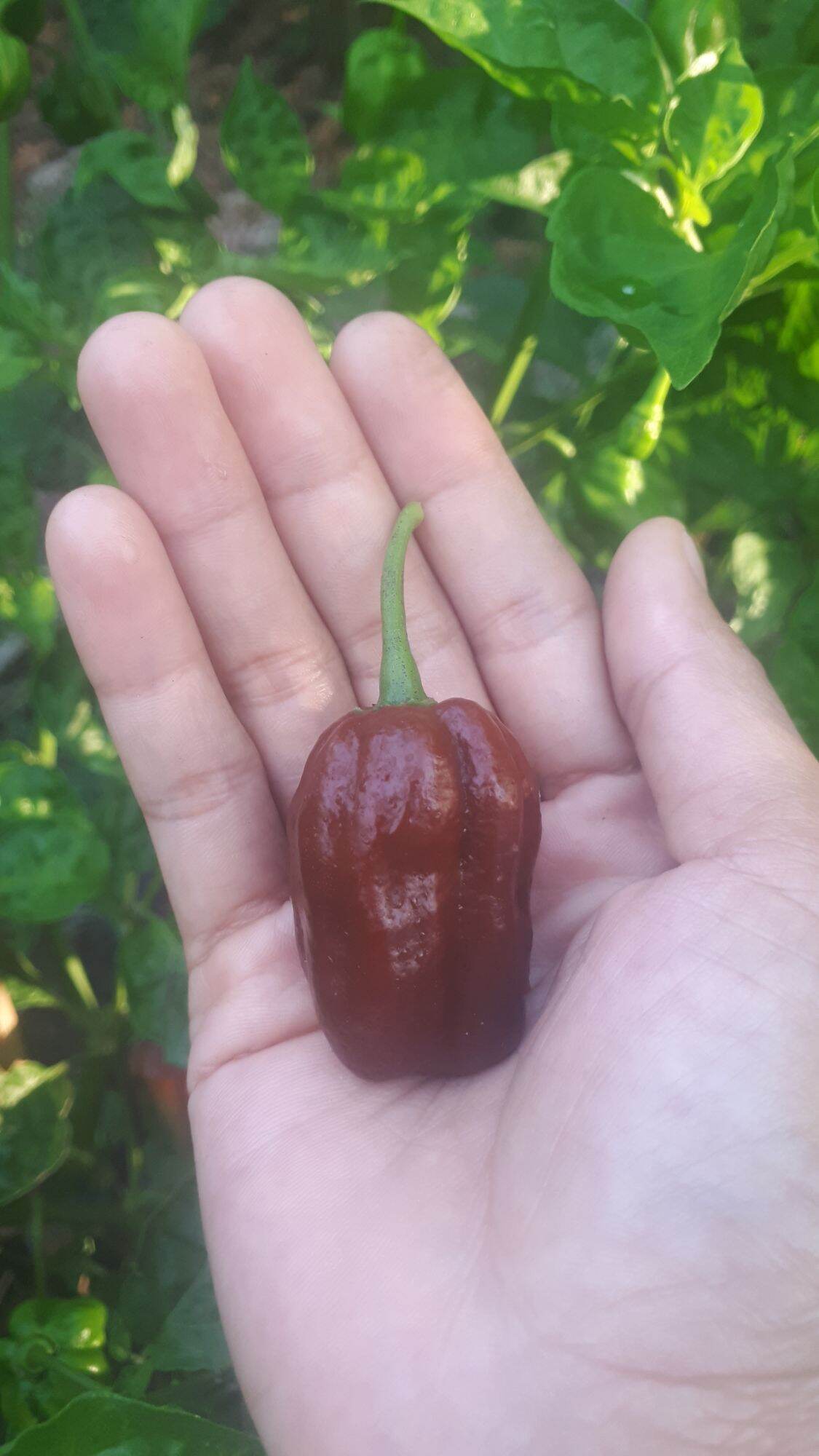 10 hạt giống ớt cay habanero chocolate