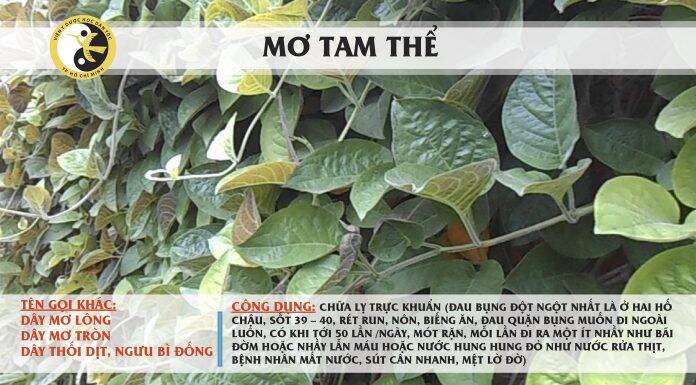 Dây lá mơ lông hữu cơ 1ký