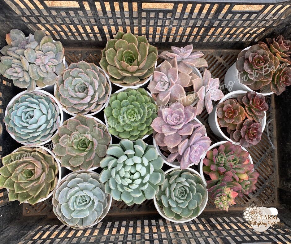 15 loại size tô sen đá đà lạt random thách thức mọi khí hậu hư 1 đổi 1