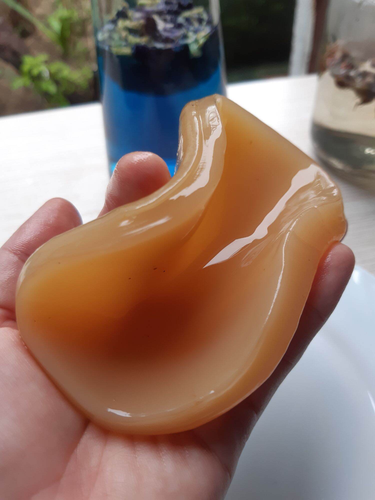 scoby kombucha( con giống thủy sâm) dùng làm trà kombucha