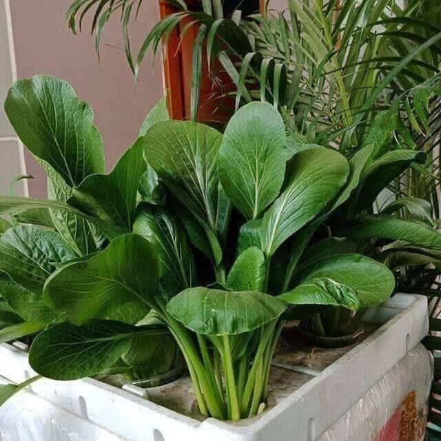 HẠT GIỐNG CẢI NGỌT KHỔNG LỒ