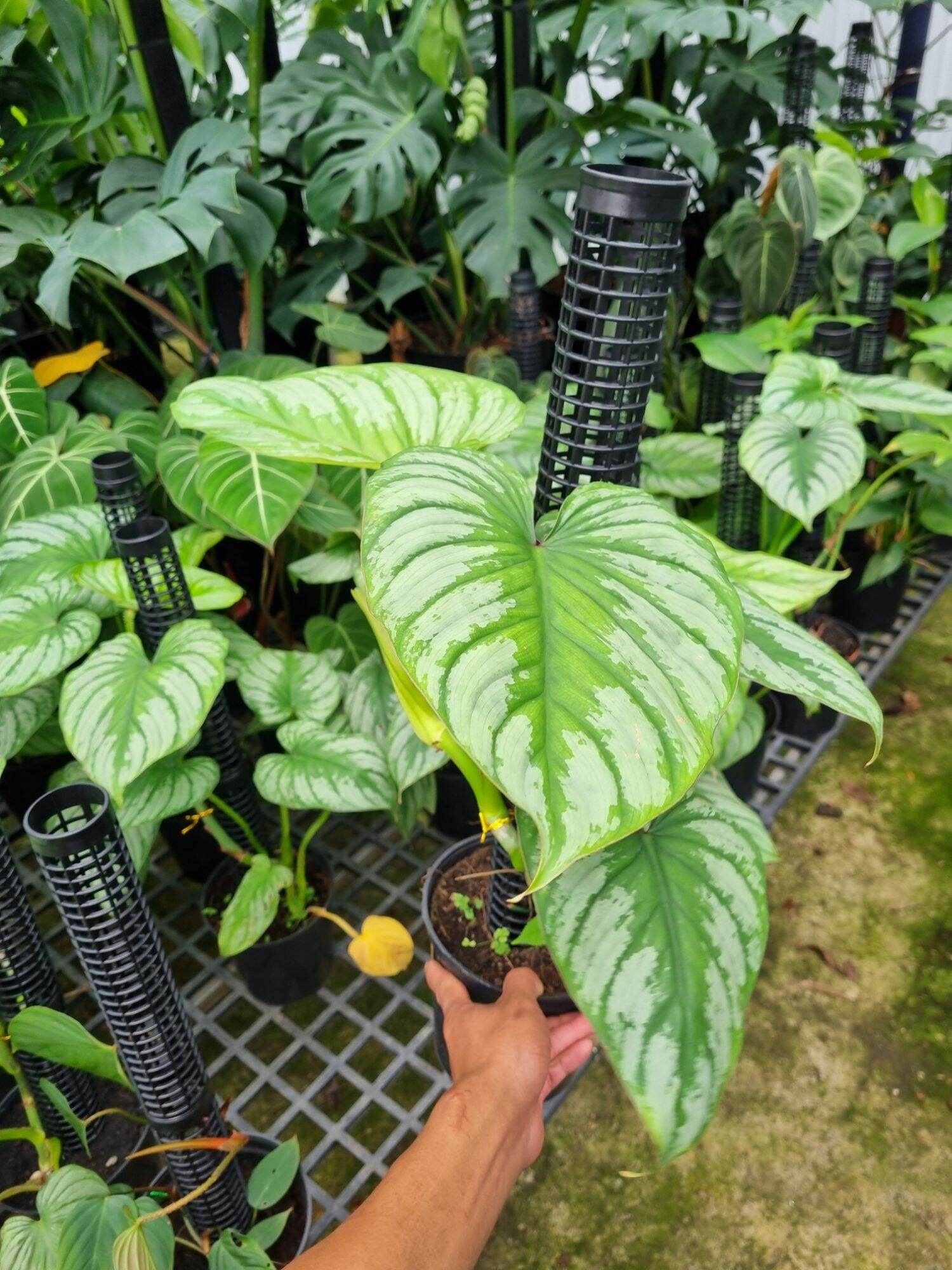Cây Philodendron Mamei (cây size lớn)