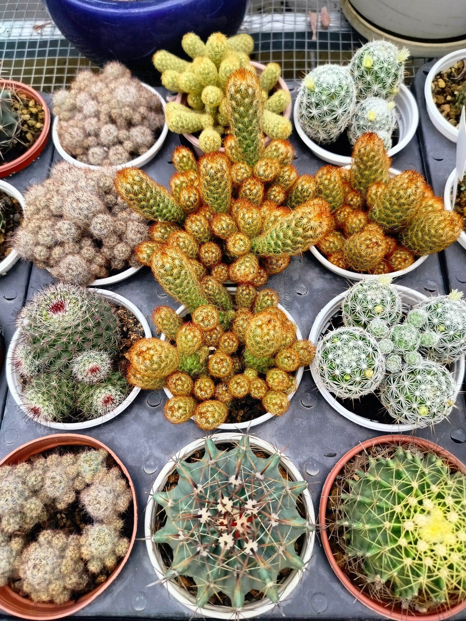Xương rồng bụi
