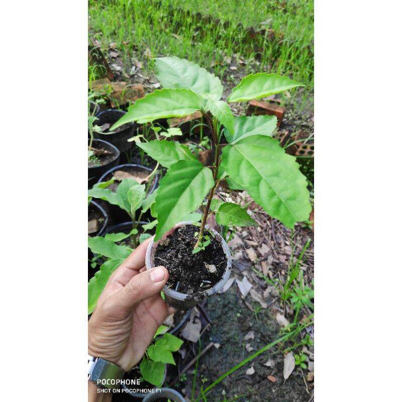 cây vọng cách cây lá cách làm giống