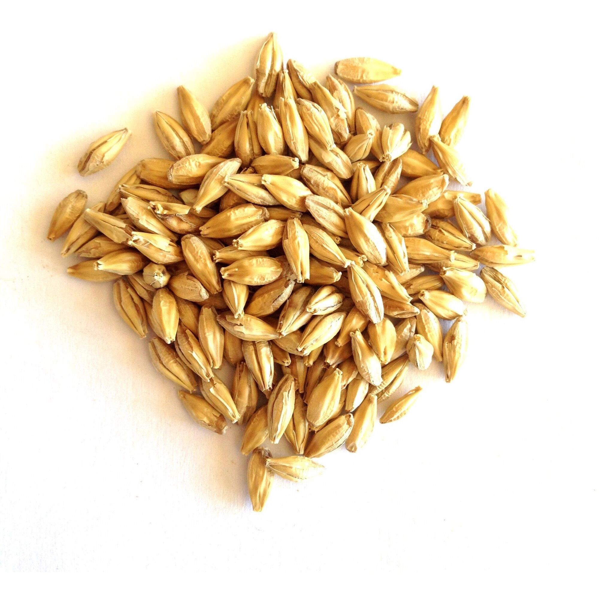 2kg hạt Lúa Mạch/Đại Mạch nguyên vỏ (Barley Seed/Raw Barley) đa công dụng.