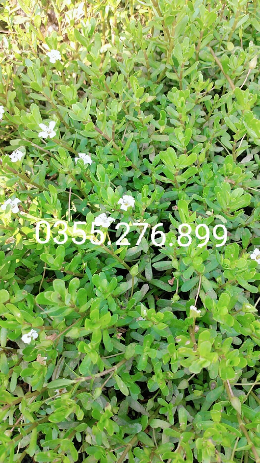Rau đắng biển tươi 1kg lh 0355276899
