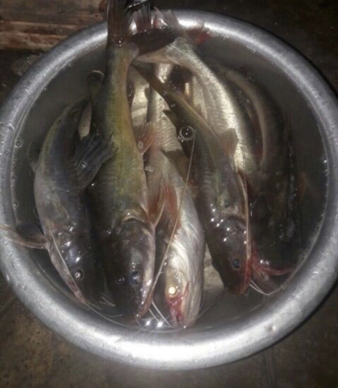 1 kg mồi câu cá lăng siêu nhạy