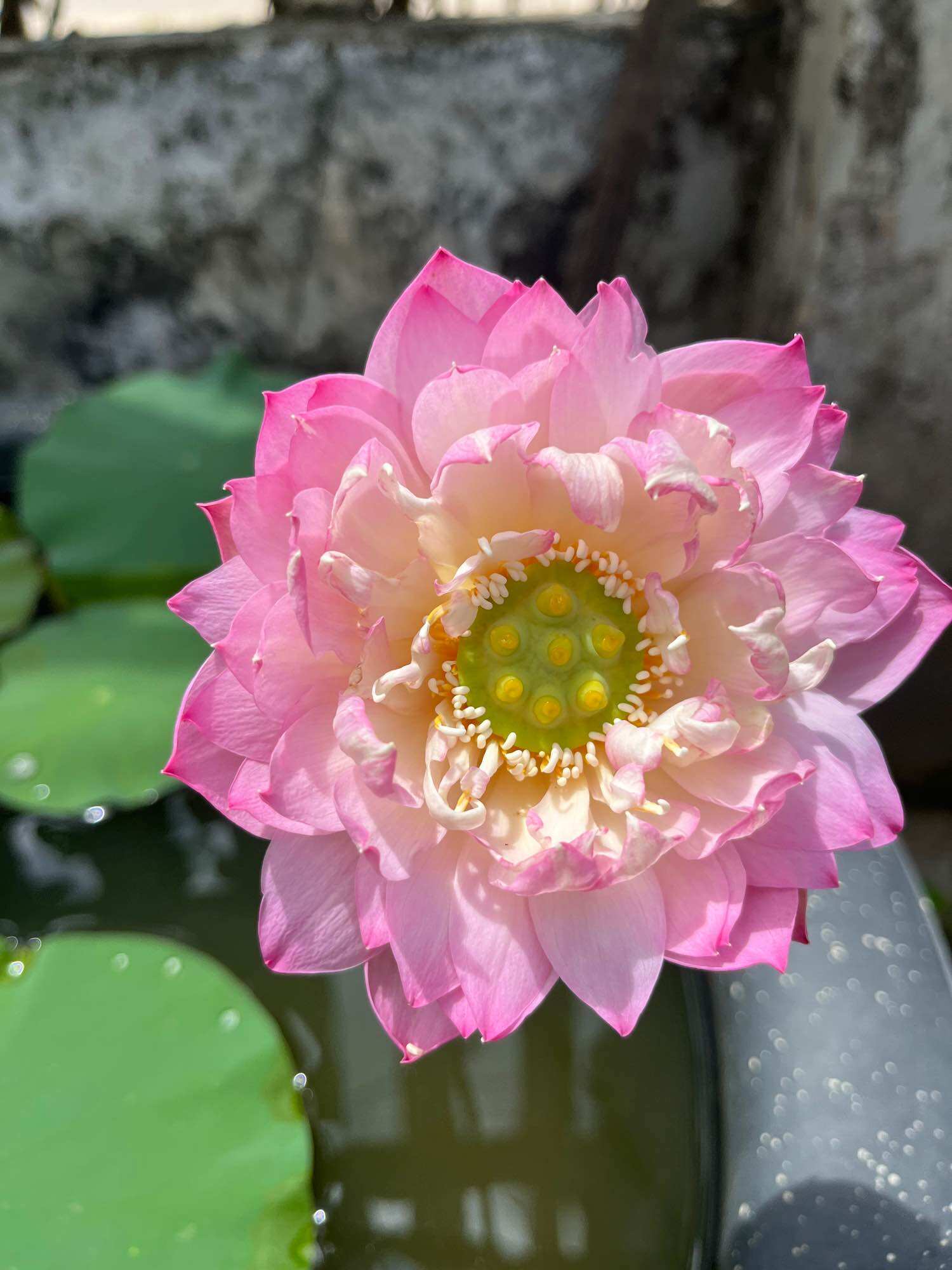 củ giống sen mini eos