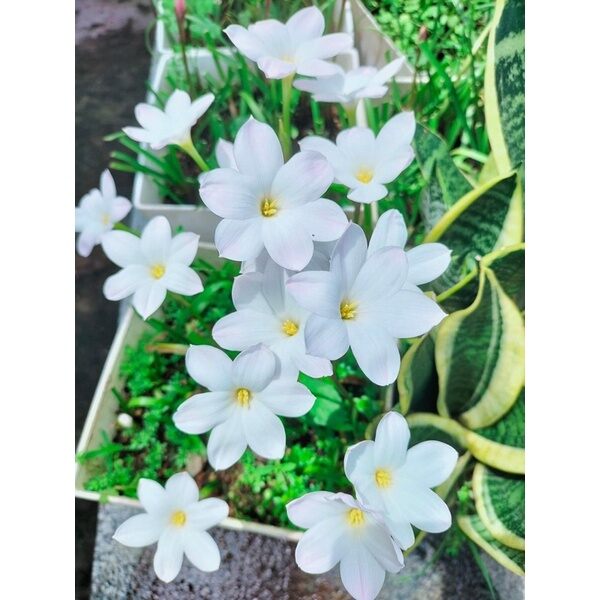 Củ Hoa Huệ mưa ngoại(10 củ ) HOA TẾT