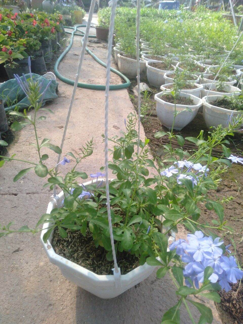 hoa thanh xà,  bạch xà  chậu treo