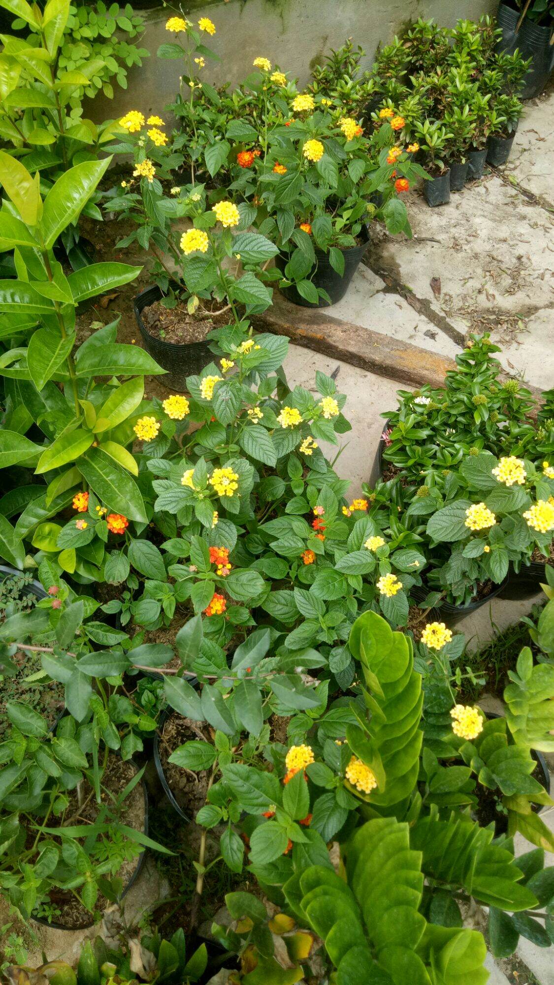 Chậu hoa ngũ sắc