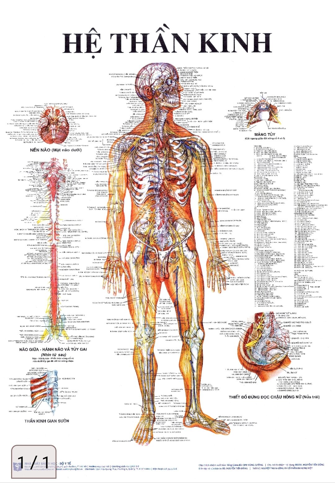 tranh giải phẫu các hệ của cơ thể