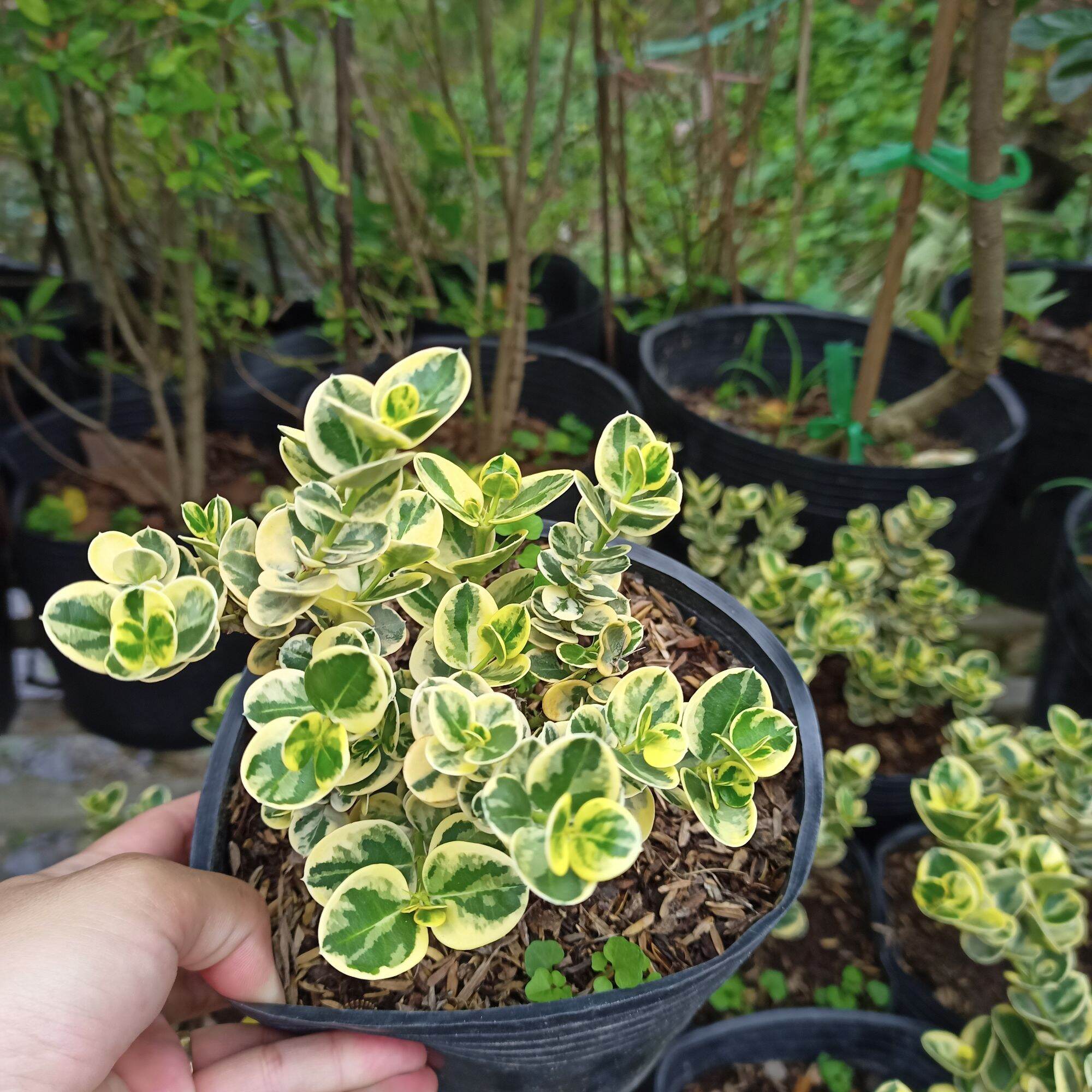 Chậu cây siro cẩm thạch