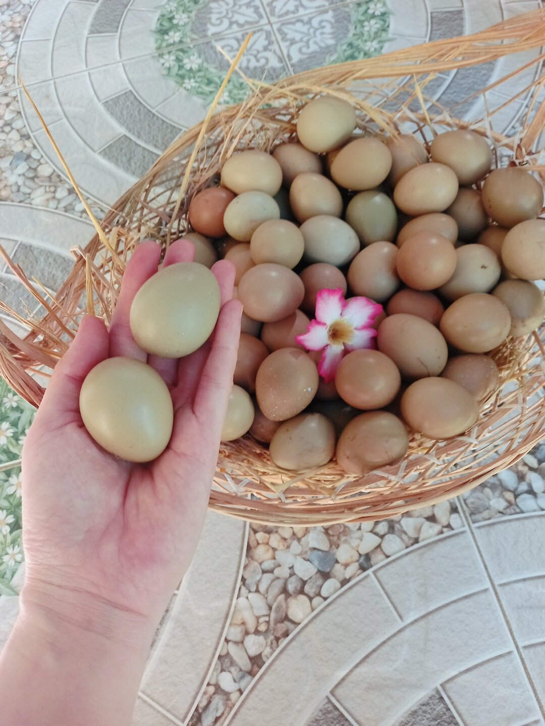 Trứng chim trĩ xanh đỏ combo 20 trứng ấp